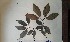  ( - FHO-PS2231)  @11 [ ] Copyright (2013) Unspecified University of Oxford, Department of Plant Sciences