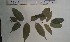  ( - FHO-PS3108)  @11 [ ] Copyright (2013) Unspecified University of Oxford, Department of Plant Sciences