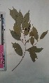  (Baphia pubescens - FHO-EP6132)  @11 [ ] Copyright (2013) Unspecified University of Oxford, Department of Plant Sciences