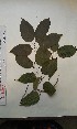  ( - FHO-EK4924)  @11 [ ] Copyright (2013) Unspecified University of Oxford, Department of Plant Sciences