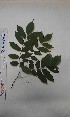  (Millettia lane-poolei - FHO-CK4442)  @11 [ ] Copyright (2013) Unspecified University of Oxford, Department of Plant Sciences