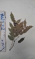 (Millettia rhodantha - FHO-EK6908)  @11 [ ] Copyright (2013) Unspecified University of Oxford, Department of Plant Sciences