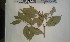  ( - FHO-EP5727)  @11 [ ] Copyright (2013) Unspecified University of Oxford, Department of Plant Sciences