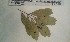  (Cassipourea lescotiana - FHO-DB7131)  @11 [ ] Copyright (2013) Unspecified University of Oxford, Department of Plant Sciences