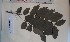  ( - FHO-EP1833)  @11 [ ] Copyright (2013) Unspecified University of Oxford, Department of Plant Sciences