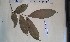  ( - FHO-PUTUEP738)  @11 [ ] Copyright (2013) Unspecified University of Oxford, Department of Plant Sciences