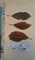  ( - FHO-CM627)  @11 [ ] Copyright (2013) Unspecified University of Oxford, Department of Plant Sciences