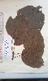  ( - FHO-PS4487)  @11 [ ] Copyright (2013) Unspecified University of Oxford, Department of Plant Sciences