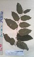  ( - FHO-PS1643)  @11 [ ] Copyright (2013) Unspecified University of Oxford, Department of Plant Sciences