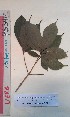  (Vitex ferruginea - FHO-PS3416)  @11 [ ] Copyright (2013) Unspecified University of Oxford, Department of Plant Sciences