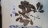  (Vitex micrantha - FHO-CY191)  @11 [ ] Copyright (2013) Unspecified University of Oxford, Department of Plant Sciences