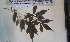  (Vitex cf. oxycuspis - FHO-DB204)  @11 [ ] Copyright (2013) Unspecified University of Oxford, Department of Plant Sciences