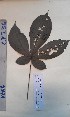  (Vitex phaeotricha - FHO-CY236)  @11 [ ] Copyright (2013) Unspecified University of Oxford, Department of Plant Sciences