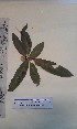  ( - FHO-PUTUEP2697)  @11 [ ] Copyright (2013) Unspecified University of Oxford, Department of Plant Sciences