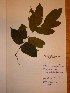  ( - BRLU-NB0606)  @11 [ ] CreativeCommons - Attribution Non-Commercial Share-Alike (2013) Unspecified Herbarium de l'Université Libre de Bruxelles