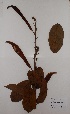  (Baphia maxima - BRLU-TS4163)  @11 [ ] CreativeCommons - Attribution Non-Commercial Share-Alike (2013) Unspecified Herbarium de l'Université Libre de Bruxelles