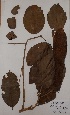  ( - BRLU-TS4224)  @11 [ ] CreativeCommons - Attribution Non-Commercial Share-Alike (2013) Unspecified Herbarium de l'Université Libre de Bruxelles