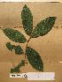  ( - WH213a_129)  @11 [ ] CreativeCommons - Attribution Non-Commercial Share-Alike (2013) Unspecified Herbarium de l'Université Libre de Bruxelles