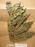  ( - WH213a_153)  @11 [ ] CreativeCommons - Attribution Non-Commercial Share-Alike (2013) Unspecified Herbarium de l'Université Libre de Bruxelles