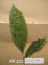  (Amanoa - WH213a_177)  @11 [ ] CreativeCommons - Attribution Non-Commercial Share-Alike (2013) Unspecified Herbarium de l'Université Libre de Bruxelles