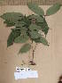  ( - WH213a_188)  @11 [ ] CreativeCommons - Attribution Non-Commercial Share-Alike (2013) Unspecified Herbarium de l'Université Libre de Bruxelles