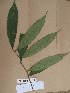  ( - WH213a_192)  @11 [ ] CreativeCommons - Attribution Non-Commercial Share-Alike (2013) Unspecified Herbarium de l'Université Libre de Bruxelles