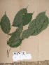  ( - WH213a_193)  @11 [ ] CreativeCommons - Attribution Non-Commercial Share-Alike (2013) Unspecified Herbarium de l'Université Libre de Bruxelles