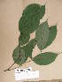  ( - WH213a_193)  @11 [ ] CreativeCommons - Attribution Non-Commercial Share-Alike (2013) Unspecified Herbarium de l'Université Libre de Bruxelles