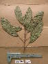  ( - WH213a_207)  @11 [ ] CreativeCommons - Attribution Non-Commercial Share-Alike (2013) Unspecified Herbarium de l'Université Libre de Bruxelles