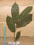  ( - WH213a_214)  @11 [ ] CreativeCommons - Attribution Non-Commercial Share-Alike (2013) Unspecified Herbarium de l'Université Libre de Bruxelles