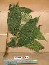  ( - WH213a_233)  @11 [ ] CreativeCommons - Attribution Non-Commercial Share-Alike (2013) Unspecified Herbarium de l'Université Libre de Bruxelles