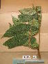  ( - WH213a_233)  @11 [ ] CreativeCommons - Attribution Non-Commercial Share-Alike (2013) Unspecified Herbarium de l'Université Libre de Bruxelles