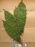  ( - WH213a_338)  @11 [ ] CreativeCommons - Attribution Non-Commercial Share-Alike (2013) Unspecified Herbarium de l'Université Libre de Bruxelles