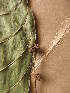  ( - WH213a_343)  @11 [ ] CreativeCommons - Attribution Non-Commercial Share-Alike (2013) Unspecified Herbarium de l'Université Libre de Bruxelles