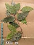  ( - WH213a_348)  @11 [ ] CreativeCommons - Attribution Non-Commercial Share-Alike (2013) Unspecified Herbarium de l'Université Libre de Bruxelles