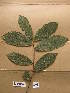  ( - WH213a_355)  @11 [ ] CreativeCommons - Attribution Non-Commercial Share-Alike (2013) Unspecified Herbarium de l'Université Libre de Bruxelles