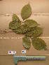  ( - WH213a_364)  @11 [ ] CreativeCommons - Attribution Non-Commercial Share-Alike (2013) Unspecified Herbarium de l'Université Libre de Bruxelles