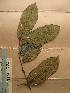  ( - WH213a_370)  @11 [ ] CreativeCommons - Attribution Non-Commercial Share-Alike (2013) Unspecified Herbarium de l'Université Libre de Bruxelles