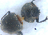  (Cephalodesmius - UNEIECOL00195)  @11 [ ] by-nc-sa  Unspecified UNE