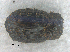  (Demarziella - UNEIECOL00230)  @11 [ ] by-nc-sa  Unspecified UNE