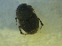  (Onthophagus granulatus - UNEIECOL00017)  @11 [ ] CreativeCommons - Attribution Non-Commercial Share-Alike  Unspecified Unspecified