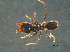  ( - UNEIE00124)  @13 [ ] CreativeCommons  Attribution Non-Commercial Share-Alike  Unspecified University of New England, Australia