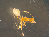  (Ochetellus smaragdina - UNEFKR00499)  @11 [ ] CreativeCommons  Attribution Non-Commercial Share-Alike  Unspecified University of New England, Australia