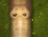  ( - UP18-1299-11A1)  @11 [ ] Unspecified (default): All Rights Reserved  Unspecified Unspecified