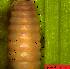  ( - EW-Z5-218)  @11 [ ] Unspecified (default): All Rights Reserved (2015) Shweta Yadav Dr Harisingh Gour Vishwavidyalaya,Sagar MP,India