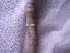  ( - MNP17-967-37A6)  @11 [ ] Unspecified (default): All Rights Reserved (2017) Shweta Yadav Dr H S Gour Vishwavidylaya (Cental University),Sagar 470003 MP,India