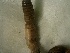  (Eutyphoeus assamensis - MNP17-1036-41A11)  @11 [ ] Unspecified (default): All Rights Reserved (2017) Shweta Yadav Dr H S Gour Vishwavidylaya (Cental University),Sagar 470003 MP,India