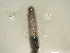  (Eutyphoeus kwathensis - MNP17-1072-43A12)  @11 [ ] Unspecified (default): All Rights Reserved (2017) Shweta Yadav Dr H S Gour Vishwavidylaya (Cental University),Sagar 470003 MP,India