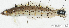  ( - LLN044P11)  @11 [ ] CreativeCommons - Attribution Non-Commercial Share-Alike (2017) Henitsoa Jaonalison IH.SM, Toliara, Madagascar
