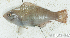  (Scaridae_gen sp_6HJ - S0001_036)  @11 [ ] CreativeCommons - Attribution Non-Commercial Share-Alike (2017) Henitsoa Jaonalison IH.SM, Toliara, Madagascar